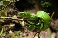 : Bothriechis marchi; Honduran Emerald Tree Viper