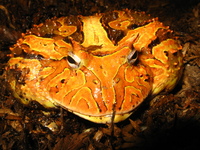 : Ceratophrys cornuta; Cerated Toads;