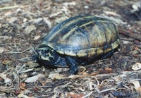 : Kinosternon baurii; Striped Mud Turtle