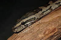 : Python natalensis; Southern African Rock Python
