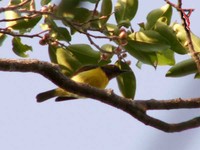 Brown-throated Sunbird(Anthreptes malacensis)