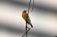 노랑딱새 [mugimaki flycatcher] : 참새목 딱새과의 조류.
