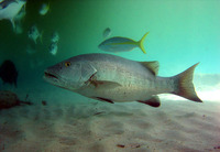 Lutjanus cyanopterus, Cubera snapper: fisheries, gamefish