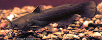 Ameiurus natalis, Yellow bullhead: gamefish
