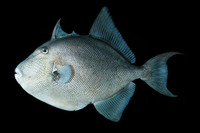 Balistes polylepis, Finescale triggerfish: fisheries