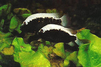 Herichthys bartoni, Barton's cichlid: aquarium