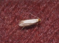 Tineola bisselliella - Common Clothes Moth