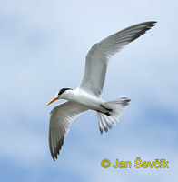 Sterna maxima - Royal Tern
