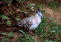Ocyphaps lophotes - Crested Pigeon