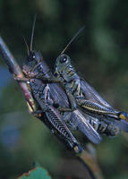 Image of: Melanoplus differentialis (differential grasshopper)