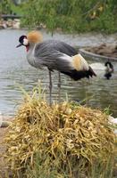 Image of: Balearica (crowned cranes)
