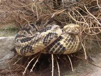 Image of: Crotalus horridus (timber rattlesnake)