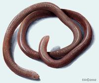 Image of: Leptotyphlops dulcis (Texas slender blind snake)