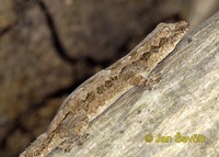Hemidactylus leschenaultii