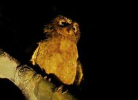 Andaman Scops Owl - Otus balli