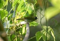 Black-crowned White-eye - Zosterops atrifrons