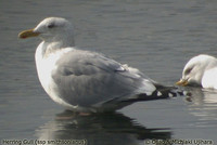 American Herring Gull - Larus smithsonianus