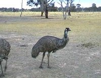 Emu - Dromaius novaehollandiae