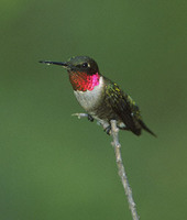 Ruby-throated Hummingbird (Archilochus colubris) photo