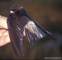 Gray-rumped Swallow - Pseudohirundo griseopyga