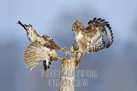 Two fighting Common Buzzards ( Buteo buteo ) stock photo