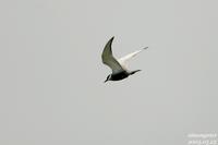 구레나룻제비갈매기(Sterna hybrida) (Whiskered Tern)