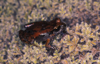 : Eupsophus calcaratus