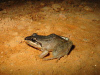 : Leptodactylus spixi