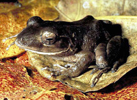 : Platymantis vitianus; Fiji Ground Frog