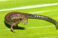 : Plethodon sherando; Big Levels Salamander