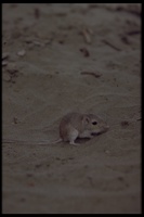 : Chaetodipus formosus; Long-tailed Pocket Mouse