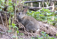 : Oryctolagus cuniculus; European Rabbit