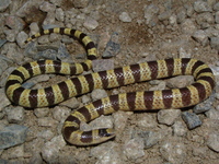 : Chionactis occipitalis talpina; Nevada Shovel-nosed Snake