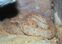 : Crotalus unicolor; Aruba Island Rattlesnake