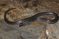 : Prosymna ruspolii; Ruspoli's Shovelsnout Snake