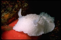 : Archidoris odhneri; White-knight Nudibranch