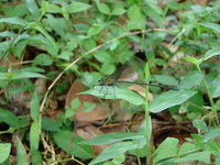 : Vestalis apicalis; Black-tipped Forest Glory