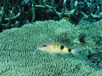 Parupeneus multifasciatus, Manybar goatfish: fisheries, gamefish, aquarium