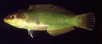 Halichoeres miniatus, Circle-cheek wrasse: aquarium