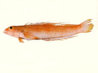 Ryukyupercis gushikeni, Rosy grubfish: fisheries