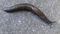 Tandonia budapestensis - Keel slug