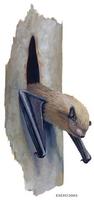 Image of: Tylonycteris pachypus (lesser bamboo bat)
