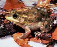 Image of: Rana virgatipes (carpenter frog)