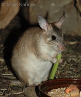Hypogeomys antimena - Malagasy Giant Rat