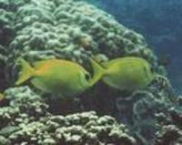 Image of: Siganus corallinus (coral spinefoot)