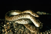 Image of: Arizona elegans (glossy snake)