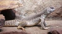 Image of: Dipsosaurus dorsalis (desert iguana)