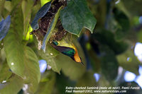 Ruby-cheeked Sunbird - Chalcoparia singalensis