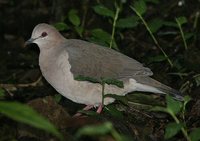 White-tipped Dove - Leptotila verreauxi