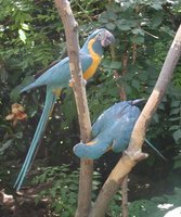 Blue-throated Macaw - Ara glaucogularis